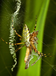 spider walk