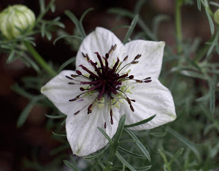 Manfaat dan Khasiat Jintan Hitam (Nigella Sativa L)