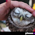 Just petting an owl...