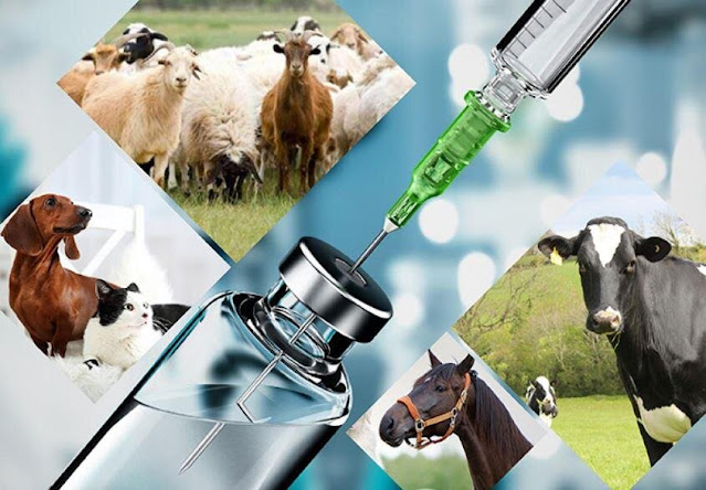 Veterinary Medicine Market