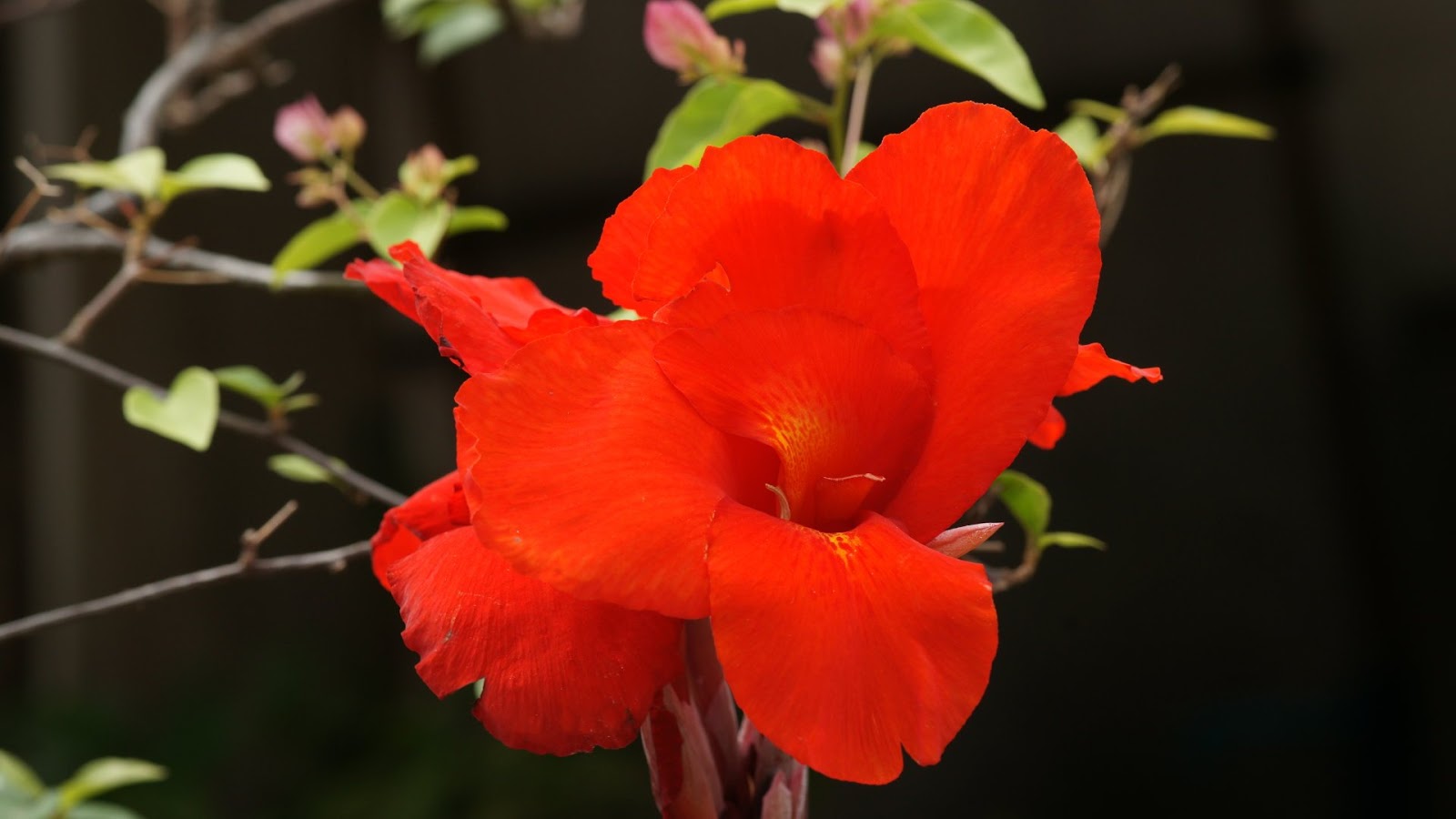  canna flower wallpaper 