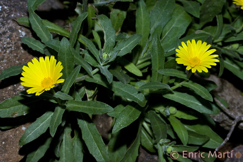 Germinar semillas Calendula IMAGEN EN JARDINERIA - Fotos De Flores Calendulas