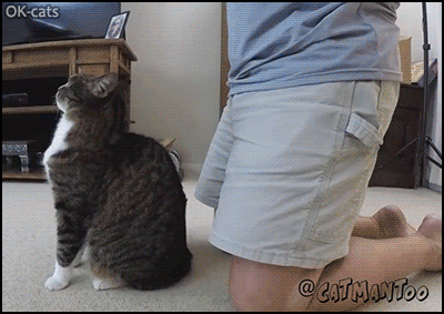 Amazing Cat GIF • When your Cat trusts you to catch her as she falls straight back into you hands"
