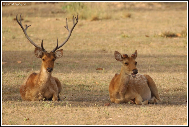 Barasingha deer, Also known as Indian Stag, Kanha National Park