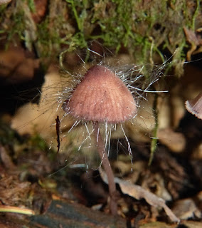 Moisissure des mycènes - Spinelle fusiger - Spinellus fusiger 