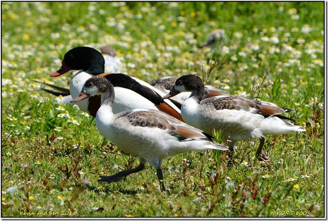 Slimbridge WWT - June