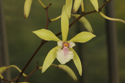 Encyclia ambigua - Ambiguous Encyclia care