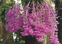 Mengenal Tanaman Hias Anggrek Dendrobium dan Cara Merawat serta Gambarnya
