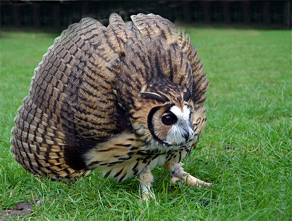 striped owl