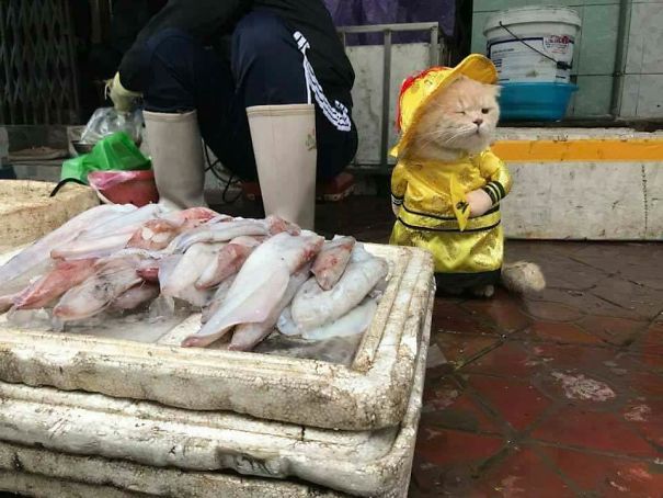 Kucing Ini Viral Kerana Menjadi Penjual  Ikan  Tercomel Di 