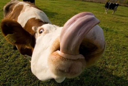 All Funny,Cute,Cool and Amazing Animals: Funny Cows PicturesImages 2012