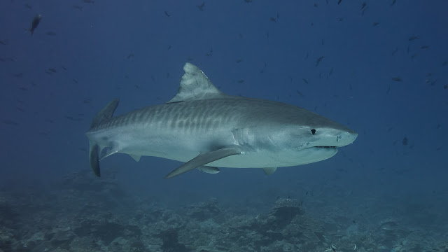 Kaplan köpekbalığı (Galeocerdo cuvier)