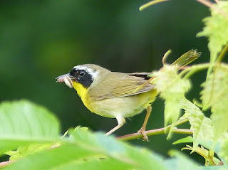 Paruline masquée - Geothlypis trichas