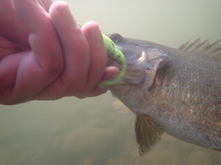 Potomac River smallmouth bass