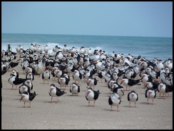 Tuesday at Sebastian Inlet 018