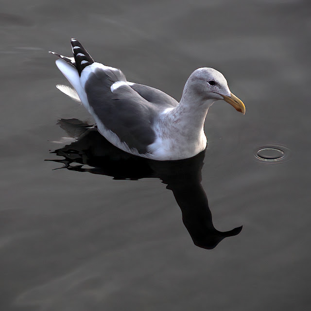 Lake Merritt, Oakland, California, Bird, birder, birdwatching, nature, photography, nature photography, Gull