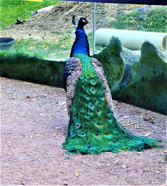 Peacock