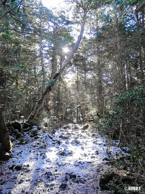 富岳風穴から鳴沢氷穴間の樹海遊歩道