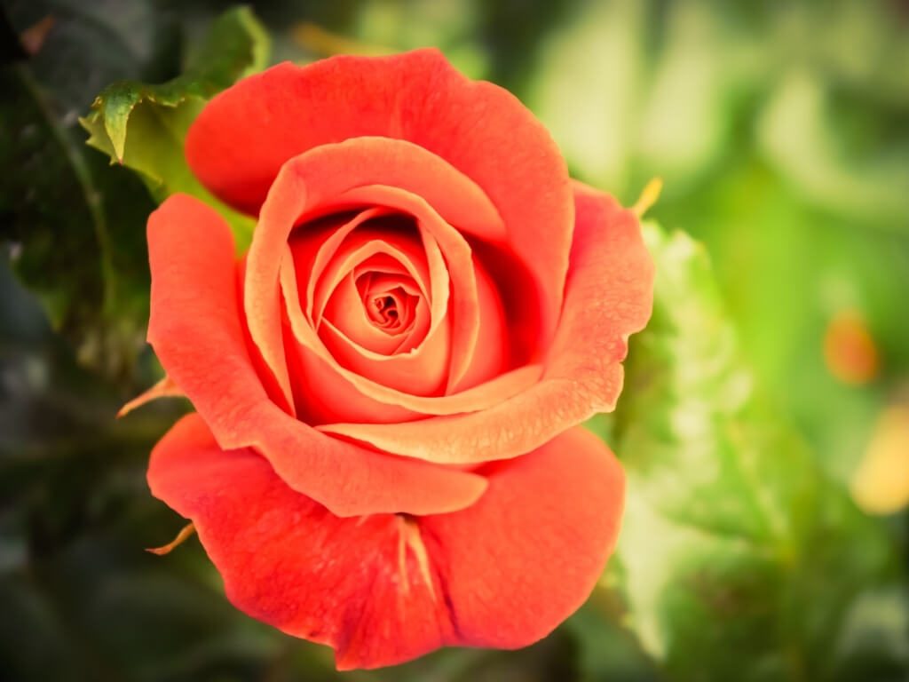 কমলা গোলাপ ফুলের ছবি - Picture of orange rose flower