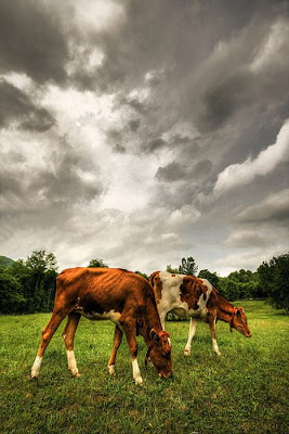 60 Stunning HDR Photos of Animals