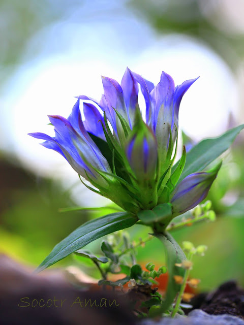 Gentiana scabra