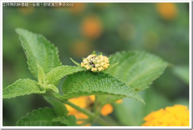 Tainan_Park_flower19