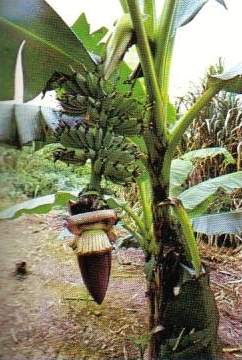 dunia hawa Budidaya Tanaman Pisang