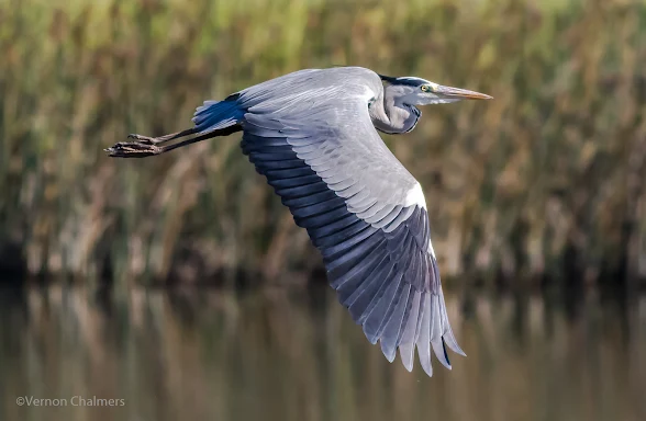 Grey Heron in Flight - Canon EOS 7D Mark II / 400mm Lens