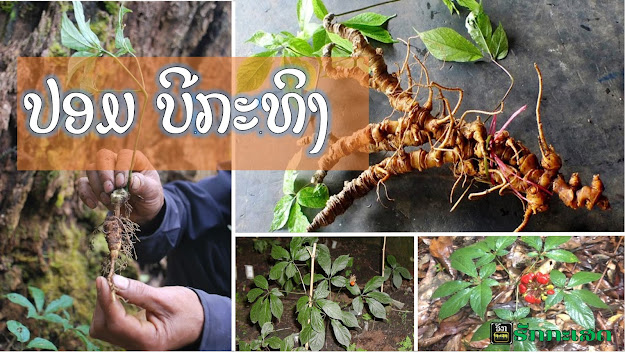 ປອມບີກະທິງ / Vietnamese Ginseng ຊື່: ບີ​ກະ​ທິງ ຊື່​ອື່ນໆ: ປອມ​ບີ​ກະ​ທິງ, ໂສມ​ຫວຽດ​ນາມ ຊື່​ວິ​ທະ​ຍາ​ສາດ: Panax vietnamensis ຊື່​ພ້ອງ: Panax vietnamensis var. fuscidiscus K.Komatsu, S.Zhu & S.Q.Cai