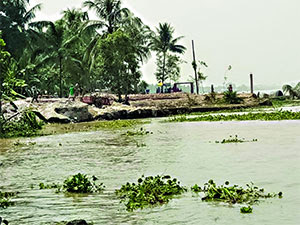 পদ্মার ডান তীরে ভাঙন ফের আতঙ্ক