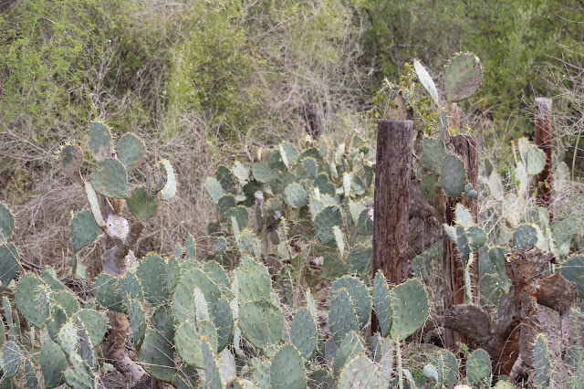 Prickly Pear