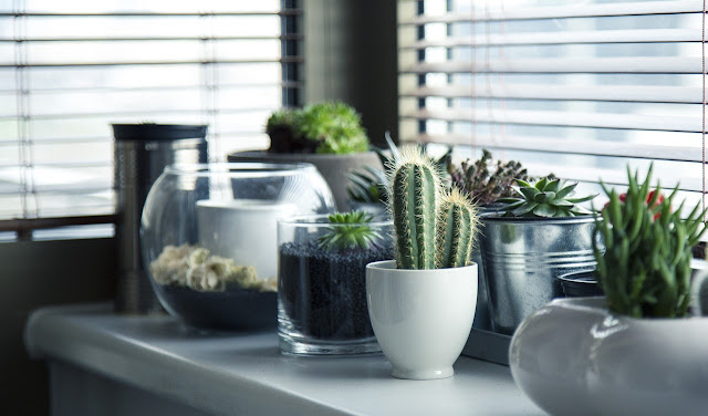 Plantas en la decoración de tu hogar