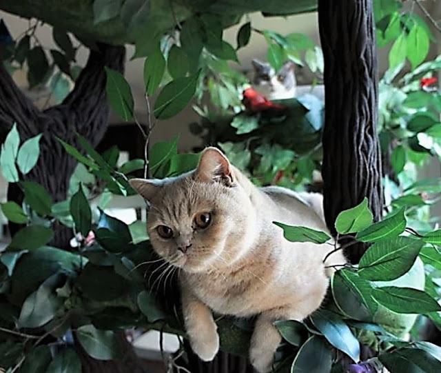 Tall Cat Tree