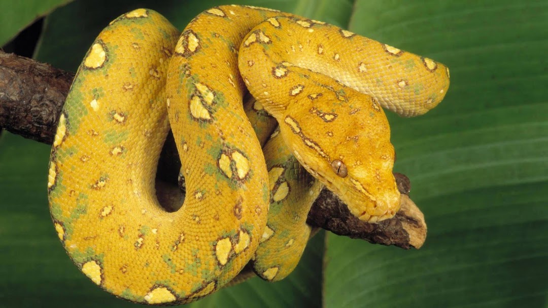 Tree Python Snake hd wallpaper