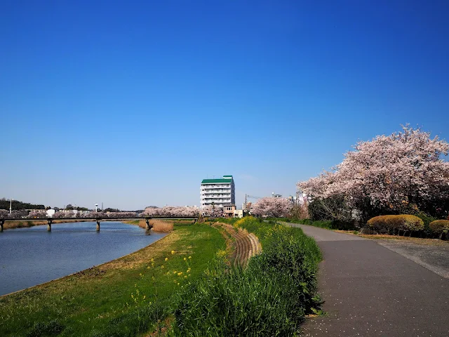 桜川