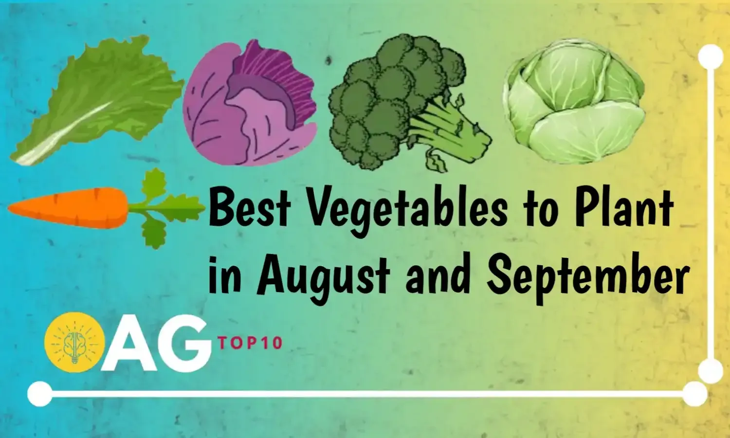 Best Vegetables to Plant in August and September