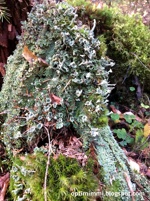 A photograph of a stump / Valokuva kannosta