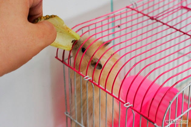 Bagaimana Menjinakan Hamster Yang Suka Gigit?  Jual 