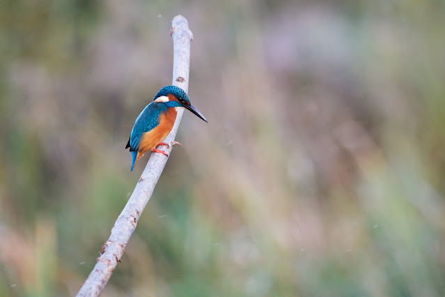 Common Kingfisher छोटा किलकिला, राम चिरैया, शरीफन, निता मछराला (Alcedo atthis)