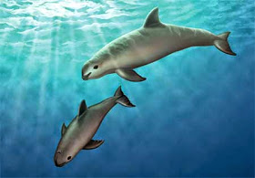 Vaquita