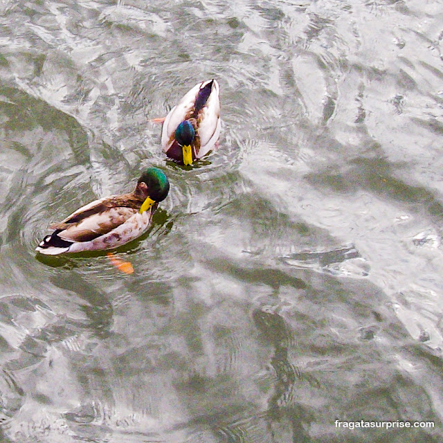 Patos nadando no Rio Douro na Cidade do Porto