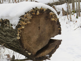 fungus on a log
