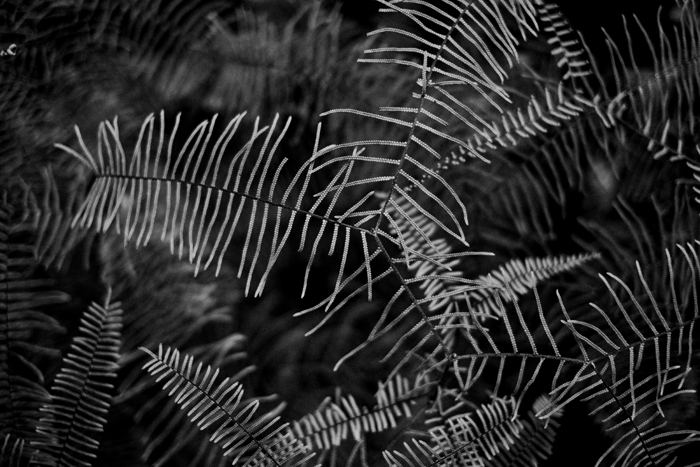 black and white fern photo