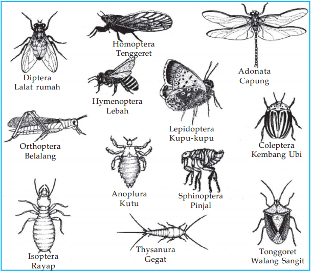 Ciri - Ciri dan Contoh Ordo Insekta