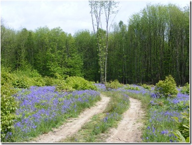 Blue road