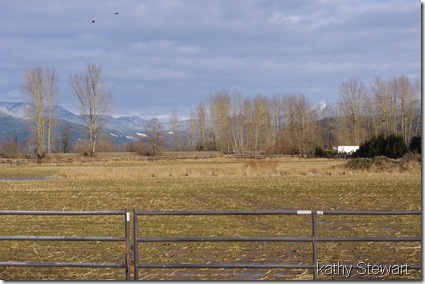 Herons lined up in the sunshine