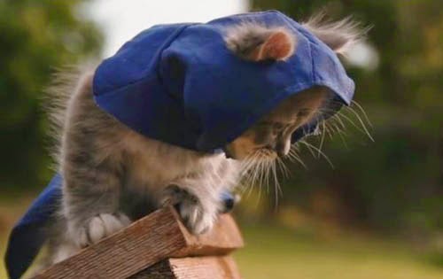 assassin's creed unity kitten