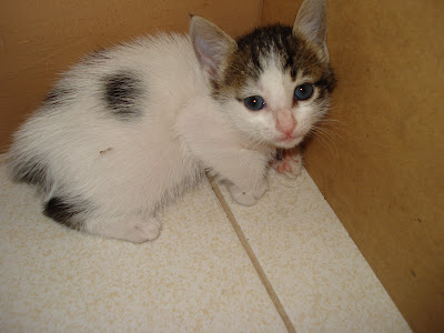 Munchkin kitty