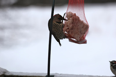 Winter flicker