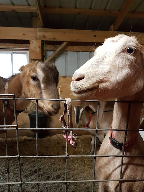 Silly Goats Hand lotion at The Camellia, thunder Bay